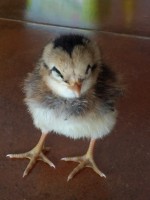 Pollito araucana de 2 semanas